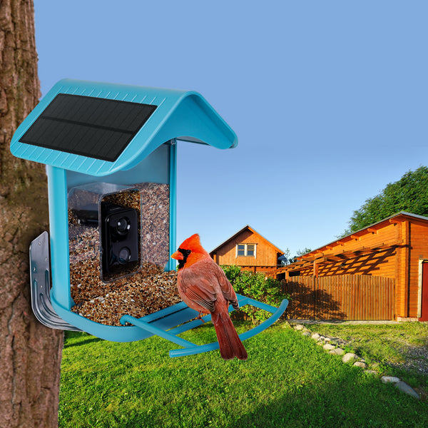 Elevate Your Birdwatching Experience: Comparing the Cuckoo Smart Bird Feeder with Traditional Feeders