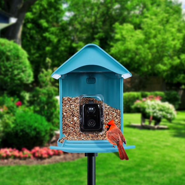 Bringing Birds to Your Yard: The Cuckoo Bird Feeder Experience
